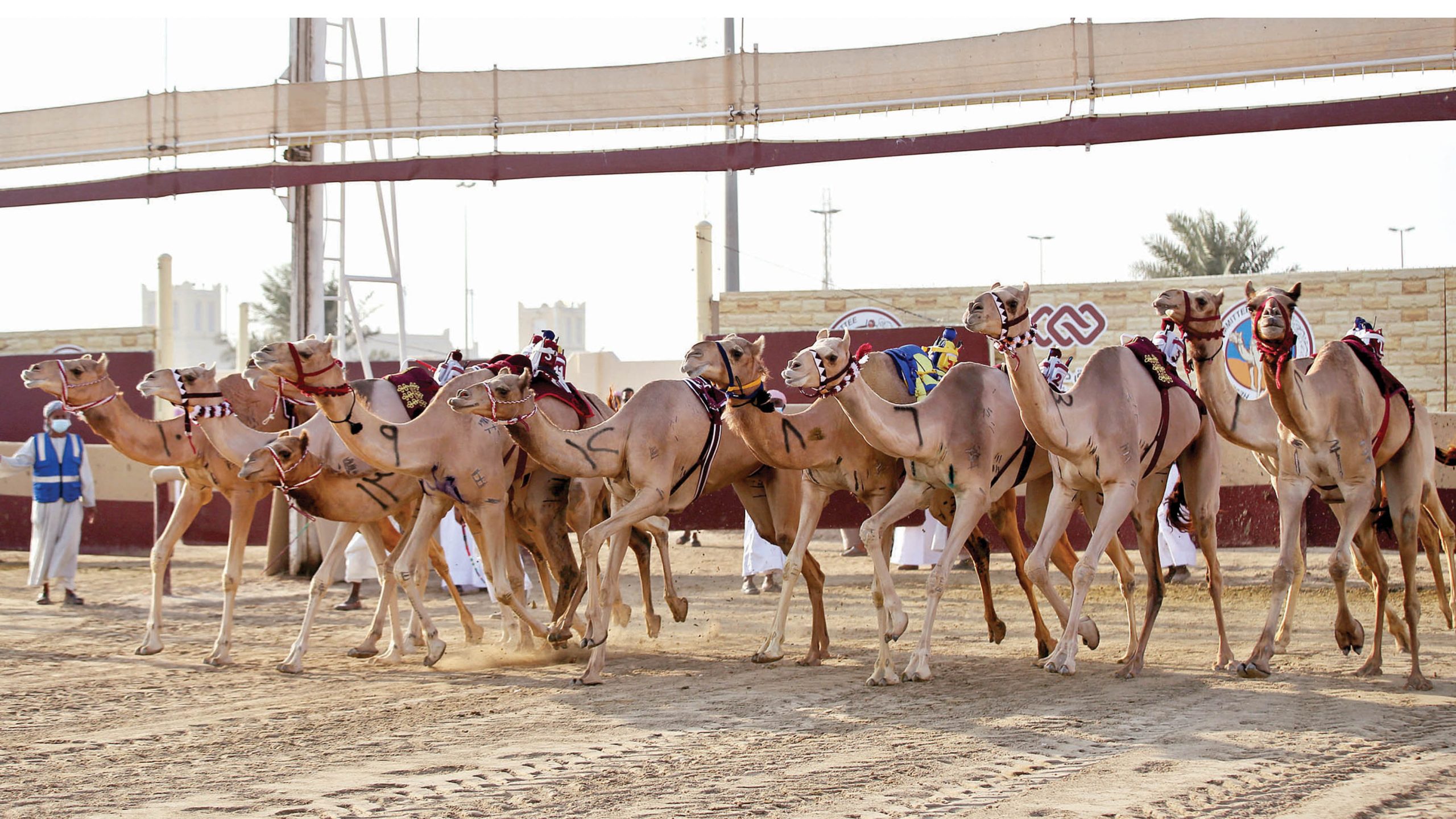 نتائج اليوم السابع من مهرجان المؤسس للهجن العربية الأصيلة